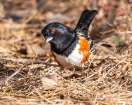 Towhee-237.jpg