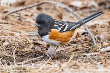 Towhee-241.jpg