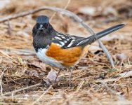 Towhee-242.jpg