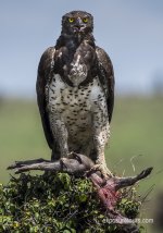 martial eagle 1 exposure tours.jpg