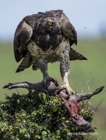 martial eagle 2 exposure tours.jpg