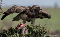 martial eagle 3 exposure tours.jpg