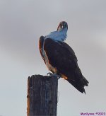 DSC_2068_001.JPG