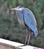 DSC_2079_001.JPG