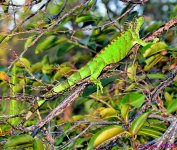 DSC_2081_001.JPG