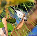 DSC_2099_001.JPG