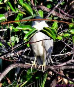 DSC_2158_001.JPG