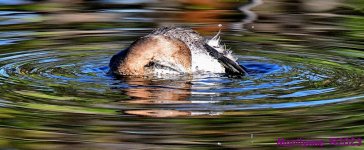 DSC_2184_001.JPG
