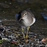 Sandpiper3.jpg