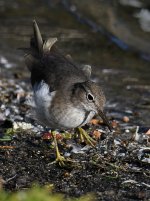 Sandpiper6.jpg