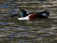 Shoveler4.jpg
