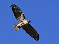 Hawk.jpg