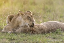whispering lions exposuretours.jpg