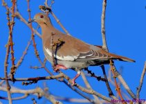 DSC_2244_001.JPG