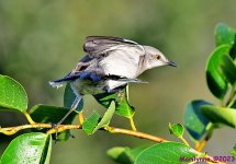 DSC_2251_001.JPG