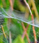 DSC_2263_001.JPG