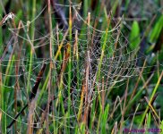 DSC_2265_001.JPG