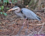 DSC_2310_001.JPG
