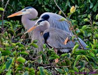 DSC_2333_001.JPG