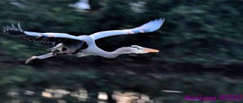DSC_2346_001.JPG