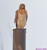 DSC_2385_001.JPG