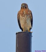 DSC_2393_001.JPG