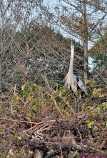 DSC_2395_001.JPG