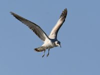 Gull3.jpg