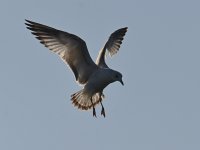 Gull5.jpg