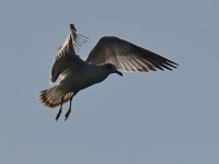 Gull6.jpg