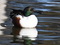 Shoveler4.jpg