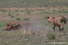 lion_hyena1_exposuretours.jpg
