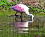 DSC_2416_001.JPG