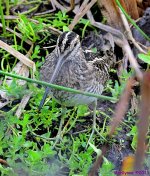 DSC_2530_001.JPG