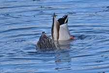 560_0157R_LSh_cr.jpg