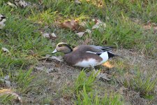560_0118R_LSh_cr.jpg