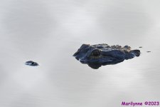 DSC_2573_001.JPG
