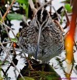 DSC_2589_001.JPG