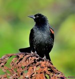 DSC_2621_001.JPG