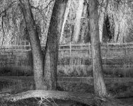 TreesBW-242.jpg
