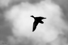 DuckBW-242.jpg