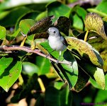 DSC_2646_001.JPG