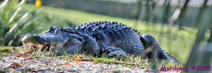 DSC_2674_stitch3_001.JPG