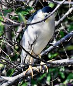 DSC_2680_001.JPG