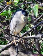 DSC_2682_001.JPG