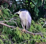 DSC_2705_001.JPG