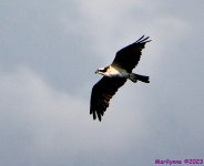 DSC_1639_001.JPG