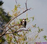 DSC_1641_001.JPG