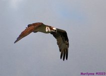 DSC_1645_001.JPG