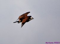 DSC_1647_001.JPG